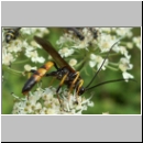 Diphyus sp - Schlupfwespe 04 18mm hsk-fdet04.jpg